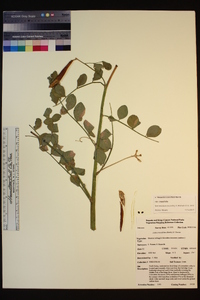 Hosackia crassifolia var. crassifolia image